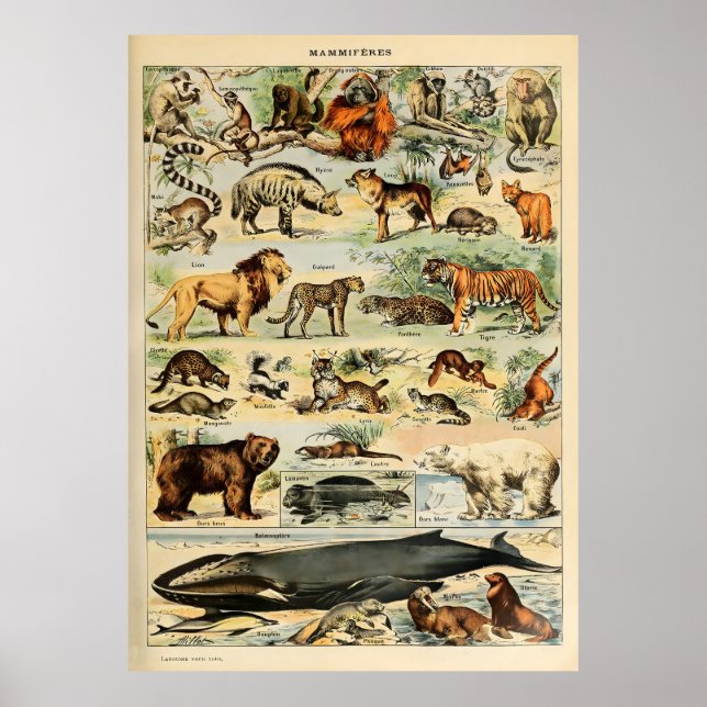 Adolphe Millot Animals Poster (Front)