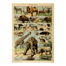 Adolphe Millot Animals