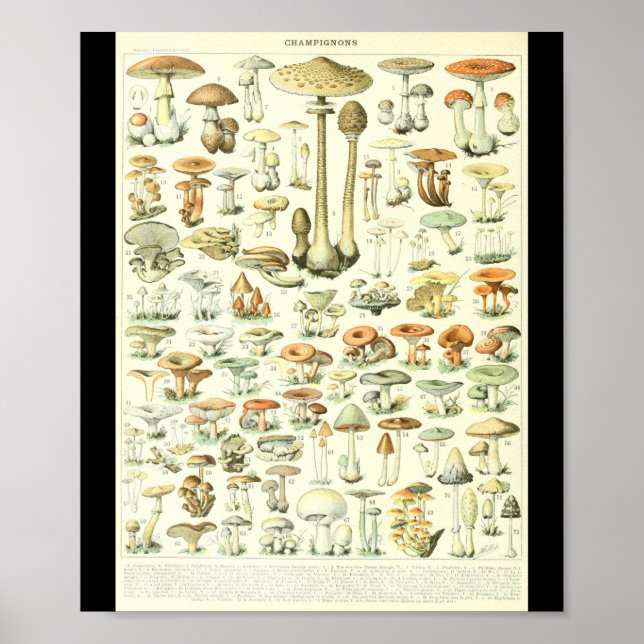 Adolphe Millot Champignon B Mushrooms Chart (Front)