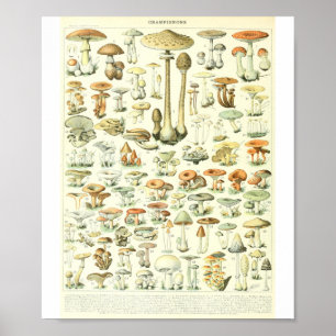 Adolphe Millot Champignon B Mushrooms Chart