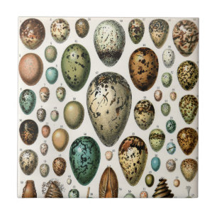 Adolphe Millot Dark Academia Vintage Bird Egg Art Ceramic Tile