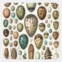 Adolphe Millot Dark Academia Vintage Bird Egg Art