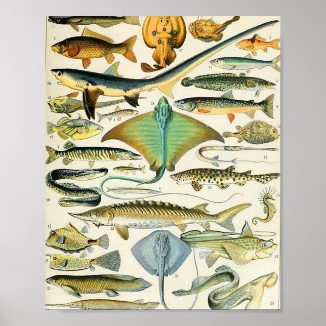 Adolphe Millot fish B Poster (Front)