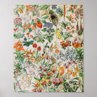 Adolphe Millot flowers D