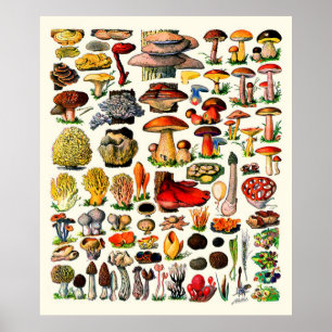Adolphe Millot ~ Fungi Poster