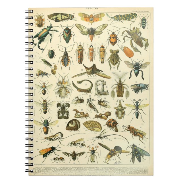 Adolphe Millot Insects Pattern-C Notebook (Front)