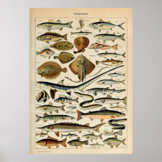 Adolphe Millot Marine Fish Poster