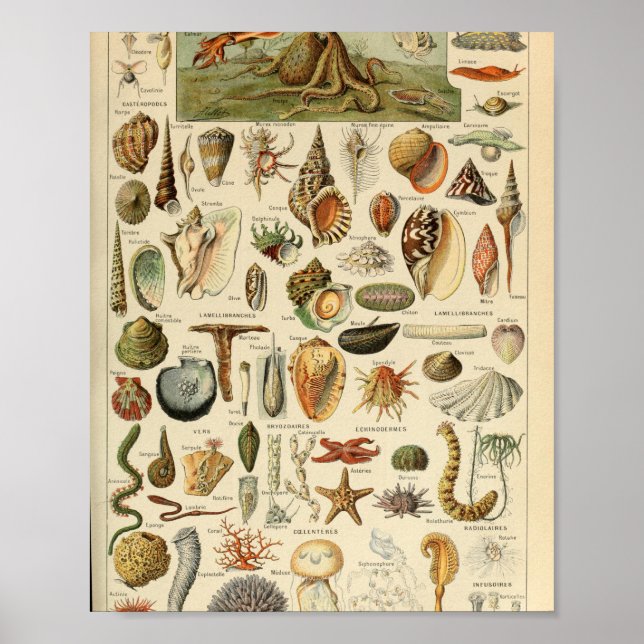 Adolphe Millot Mollusques Pour Tous Poster (Front)