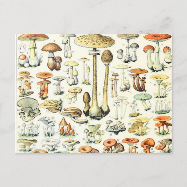 Adolphe Millot mushroom B Postcard (Front)
