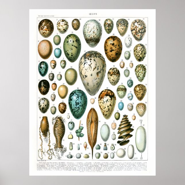 Adolphe Millot Ouefs Eggs Poster (Front)