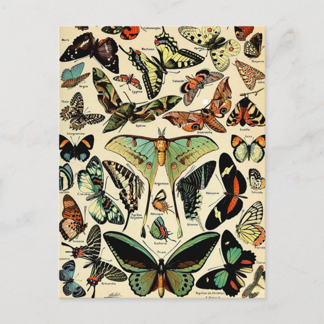 Adolphe Millot Papillons Postcard (Front)
