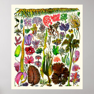 Adolphe Millot ~ Seaweed Poster