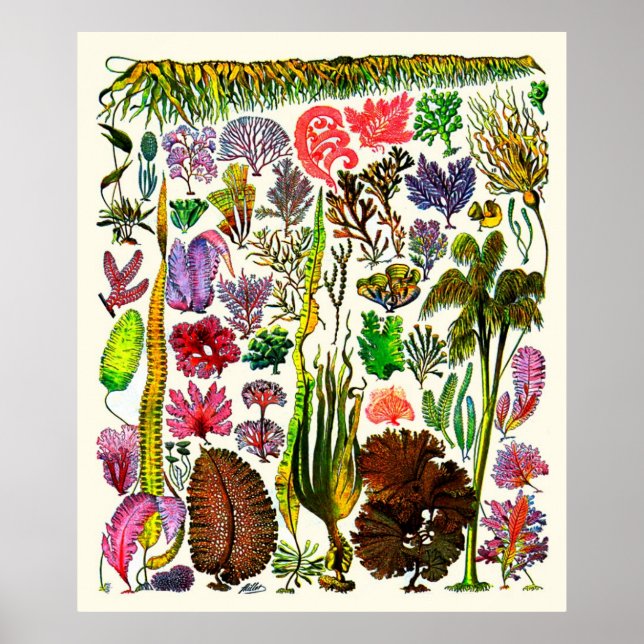 Adolphe Millot ~ Seaweed Poster (Front)