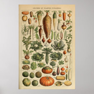 Adolphe Millot Vegetable Illustration Poster