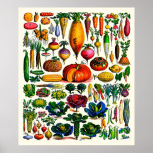 Adolphe Millot ~ Vegetables Poster