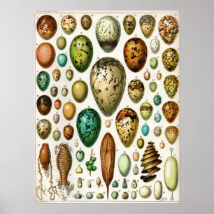 Adolphe Millot Vintage French Bird Eggs Poster