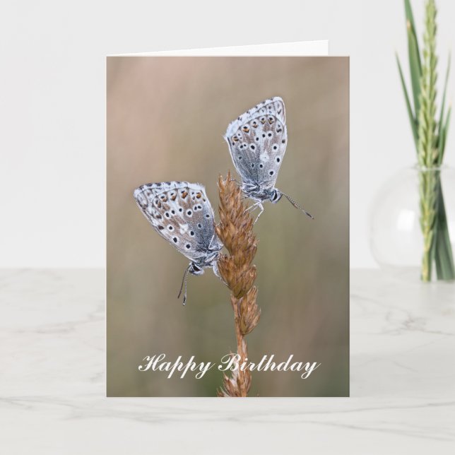 Adonis Blue Butterflies - Birthday Greeting Card (Front)