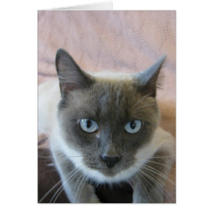 Adopt 144