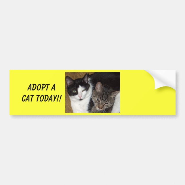 Adopt A Cat Bumper Sticker (Front)