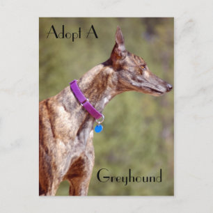 Adopt A Greyhound Postcard