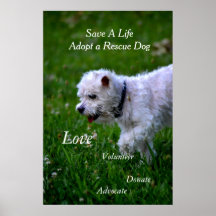 Adopt a rescue dog poster/poodle