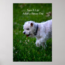 Adopt a rescue dog poster/poodle