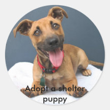 Adopt a shelter puppy 023