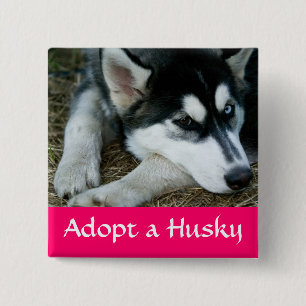 Adopt A Siberian Husky Puppy Dog Pin Button