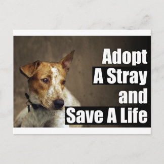 Adopt A Stray Post Card
