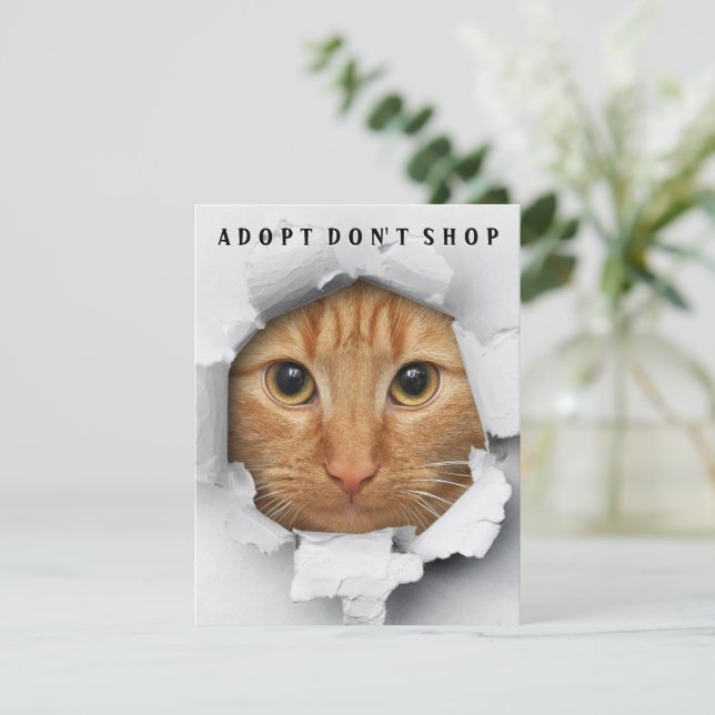 Adopt Don't Shop Cat Awareness Flat Card (Standing Front)