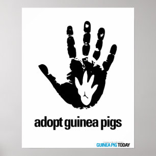Adopt Guinea Pigs Poster - Guinea Pig Today