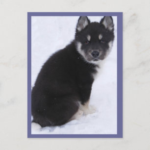 Adoptable Puppy Postcards #4