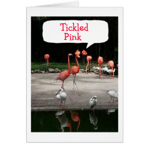 **ADOPTION" FLAMINGOS ARE "TICKLED PINK"