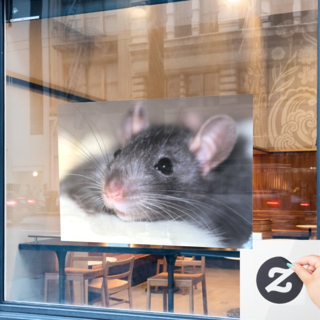 Adorable (Cafe Window)