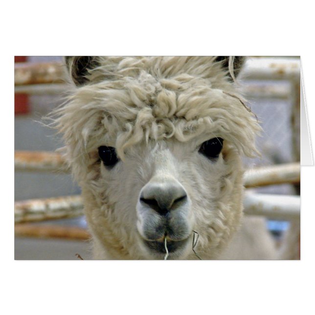 Adorable Alpaca (Front Horizontal)