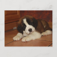 Adorable and Sweet St. Bernard Puppy