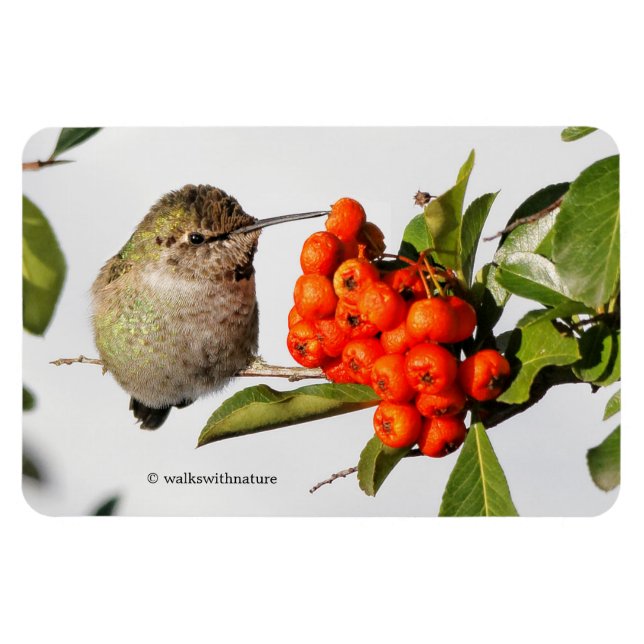 Adorable Anna's Hummingbird on Berry Bush Magnet (Horizontal)