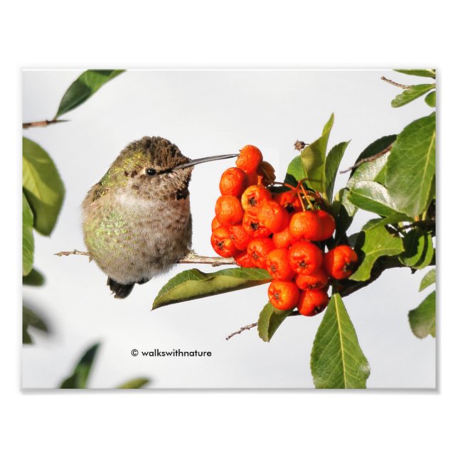 Adorable Anna's Hummingbird on Berry Bush Photo Print (Front)