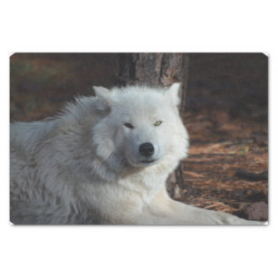Adorable Arctic Wolf Tissue Paper