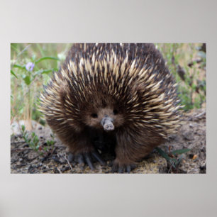 Adorable Australian Echidna Poster