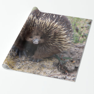 Adorable Australian Echidna Wrapping Paper