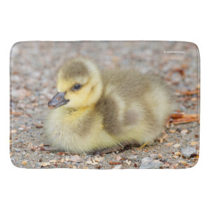 Adorable Baby Canada Goose on the Gravel Bath Mat