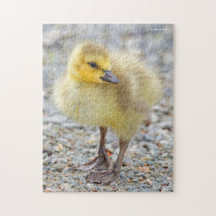 Adorable Baby Canada Goose on the Gravel Jigsaw Puzzle