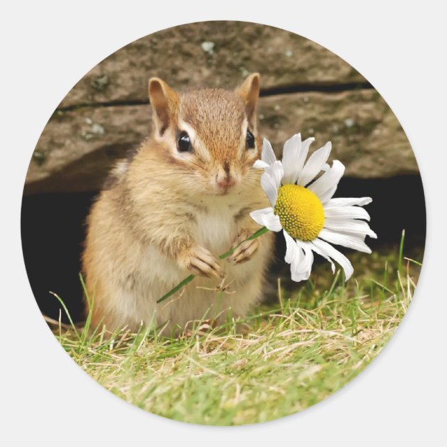 Adorable Baby Chipmunk with Daisy Classic Round Sticker (Front)