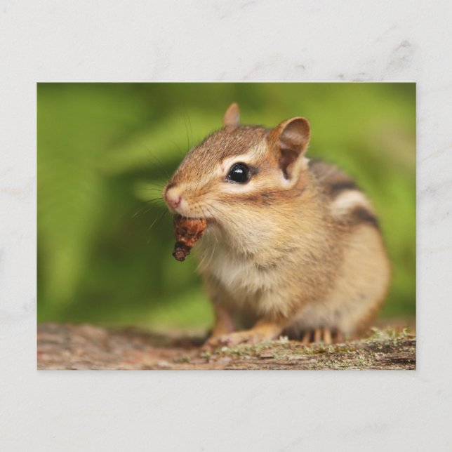 Adorable Baby Chipmunk with Snack Postcard (Front)