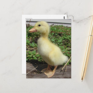 Adorable Baby Duck in the Country Photography  Postcard
