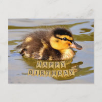 Adorable Baby Duckling in the Pond Happy Birthday 