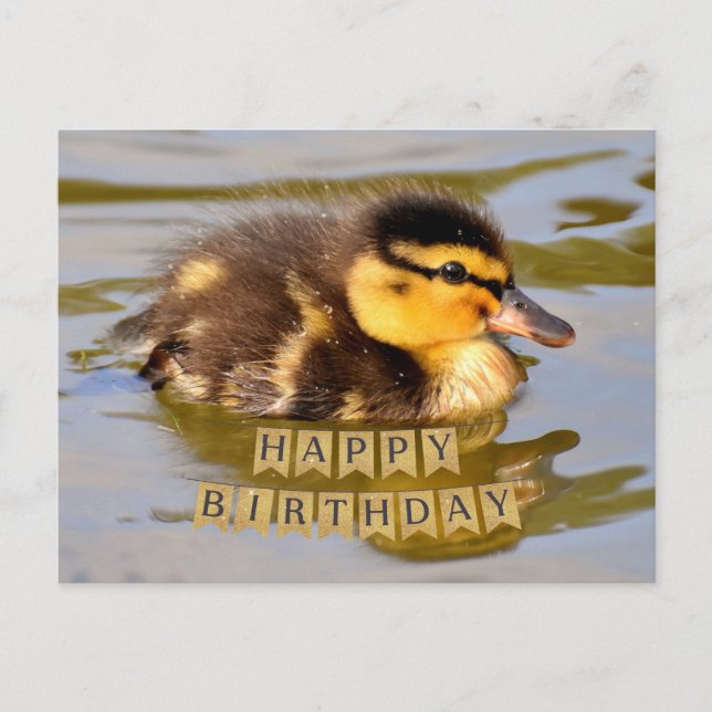 Adorable Baby Duckling in the Pond Happy Birthday  Postcard (Front)