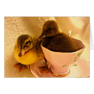 Adorable Baby Ducklings in Pink Tea Cup