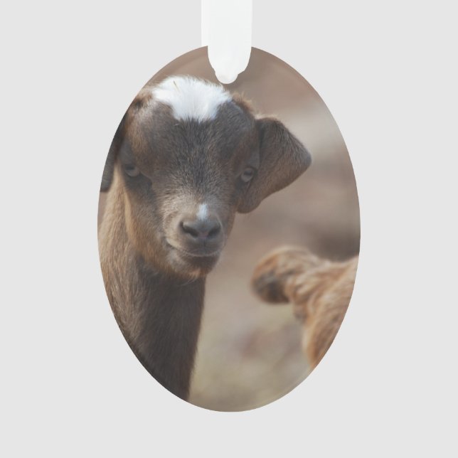 Adorable Baby Goat Ornament (Front)